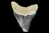 Fossil Megalodon Tooth - Florida #122569-1